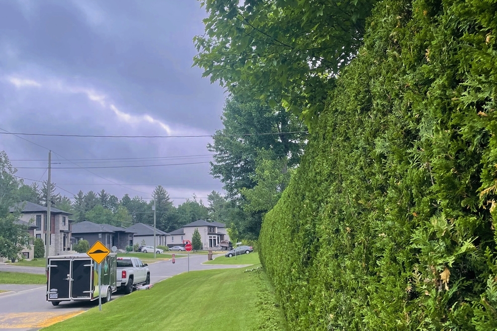 Taille de haie cedre Terrebonne, Mascouche et Rive Nord de Montréal